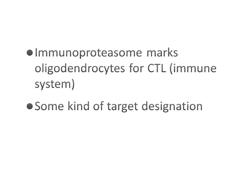 Immunoproteasome marks oligodendrocytes for CTL (immune system) Some kind of target designation